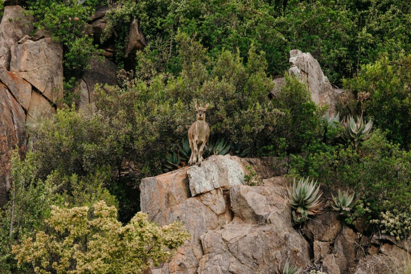 Wildehondekloof Game Lodge Matjiesrivier  Exterior photo