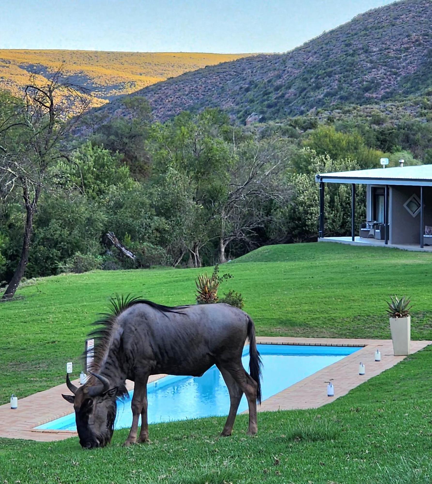Wildehondekloof Game Lodge Matjiesrivier  Exterior photo